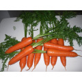 Export Standard Shandong frische Karotten